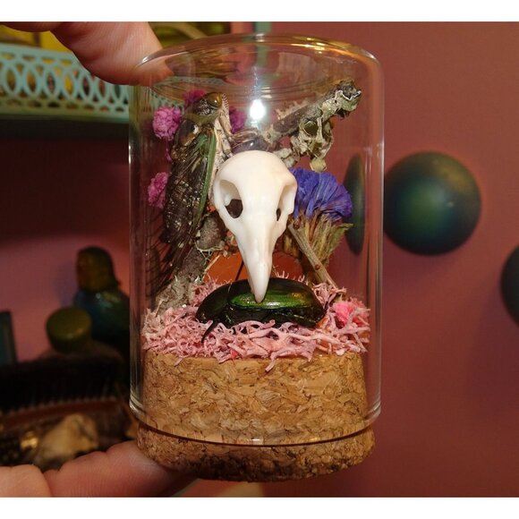 Cicada & Beetle Nature Art Oddity Jar mini vulture skull flowers goth taxidermy - Picture 6 of 10